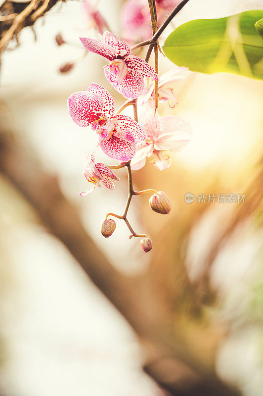 粉色兰花框架