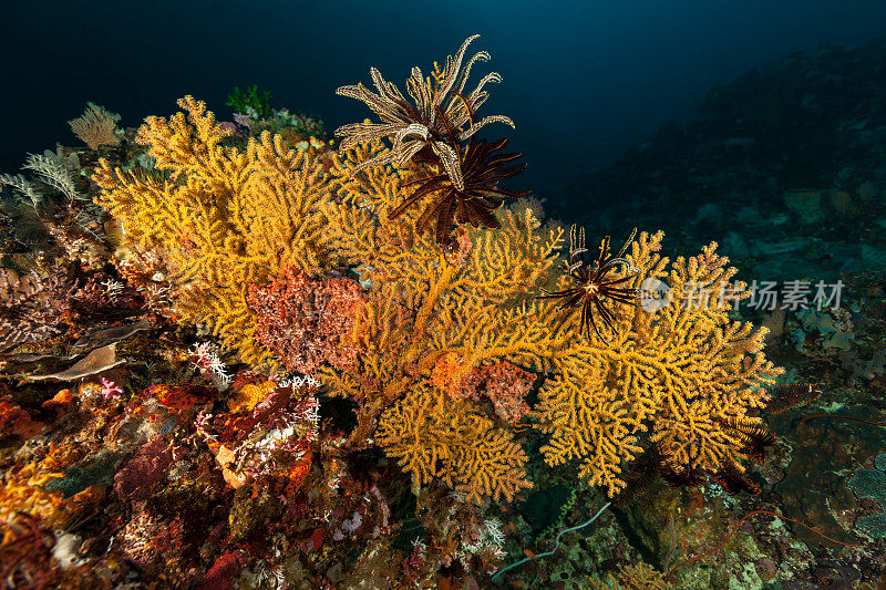 令人敬畏的生物多样性深礁，柳珊瑚海扇美，Pantar海峡，印度尼西亚