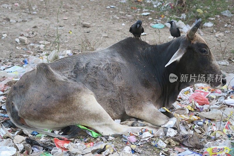 印度北方邦新德里街头，黑乌鸦栖息在野生圣牛背上，躺在垃圾堆的垃圾里。