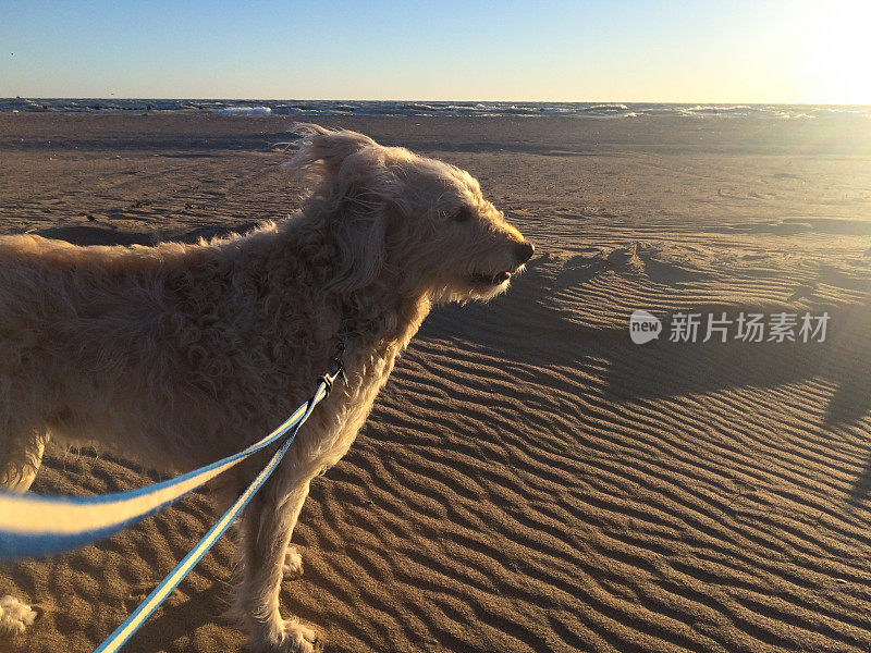 风吹着海滩上的拉布拉多犬