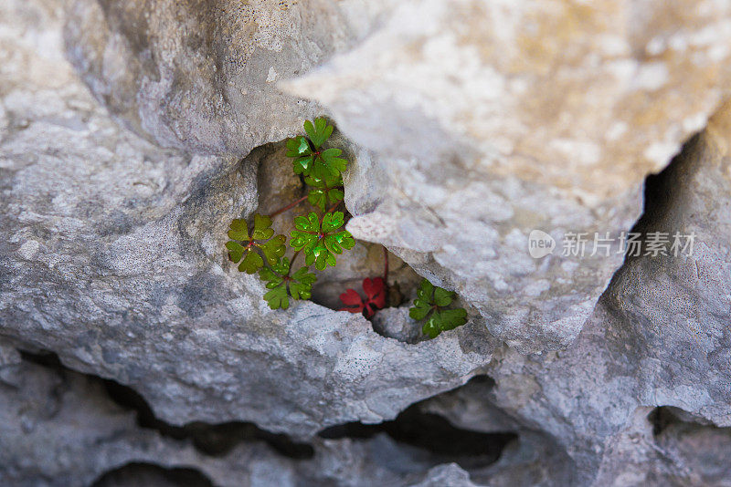 从岩石中生长的天竺葵