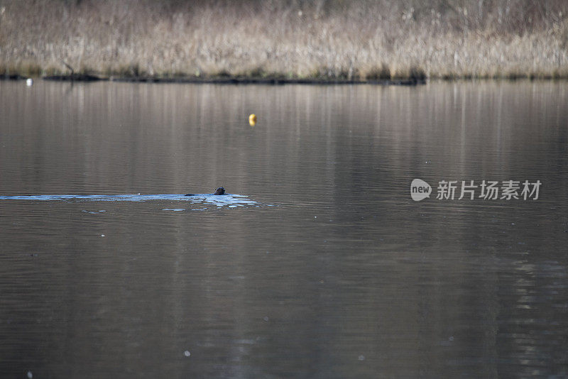 河水獭