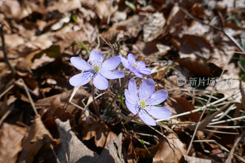 奥地利萨尔兹卡默古特的沃尔夫冈湖