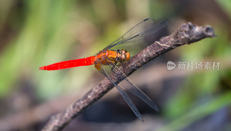 马来西亚:橙色蜻蜓