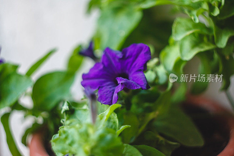 阳台上的花盆里开着明亮的蓝色、紫色和粉红色的矮牵牛花。