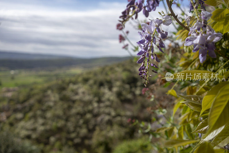 紫藤和普罗旺斯山谷
