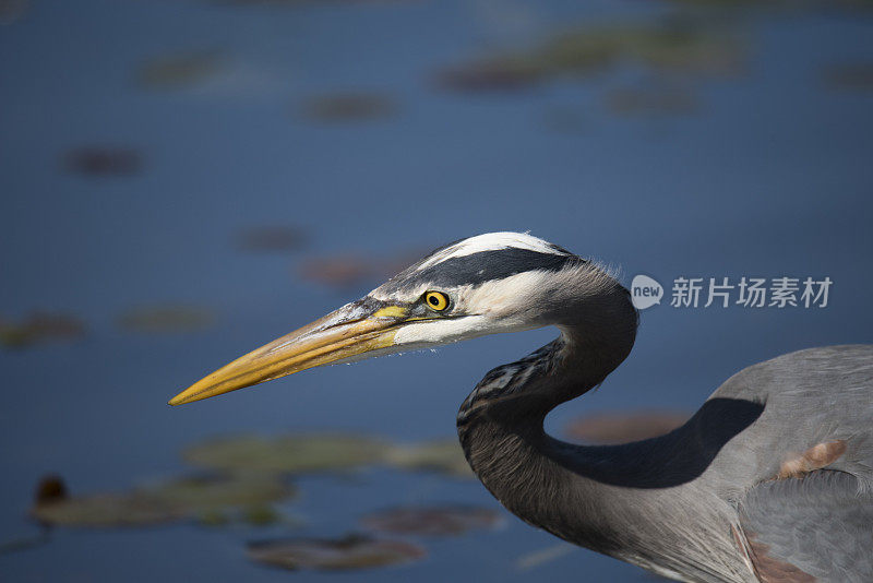 大蓝鹭头特写