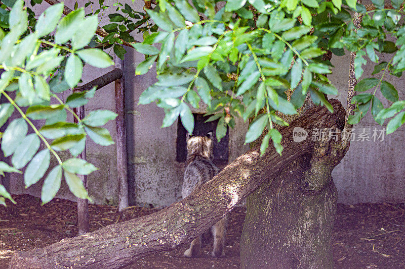 雌性山猫或山猫