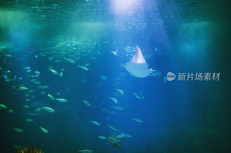 里斯本水族馆里的鱼