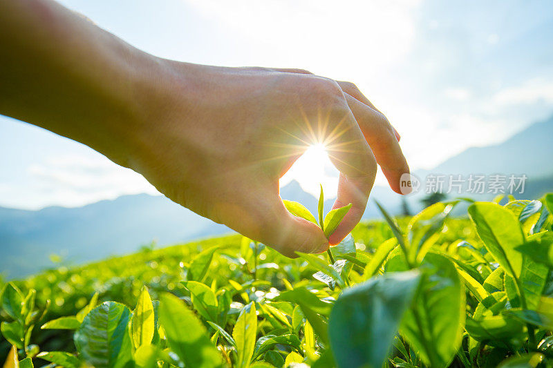 采摘茶叶