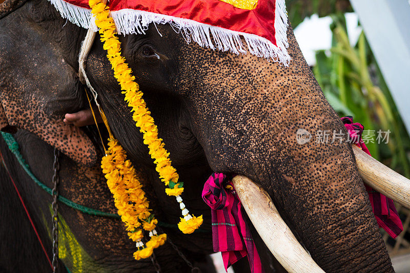 装饰的泰国大象