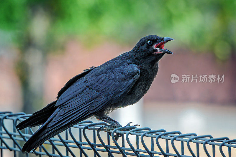 小乌鸦栖息在篱笆上