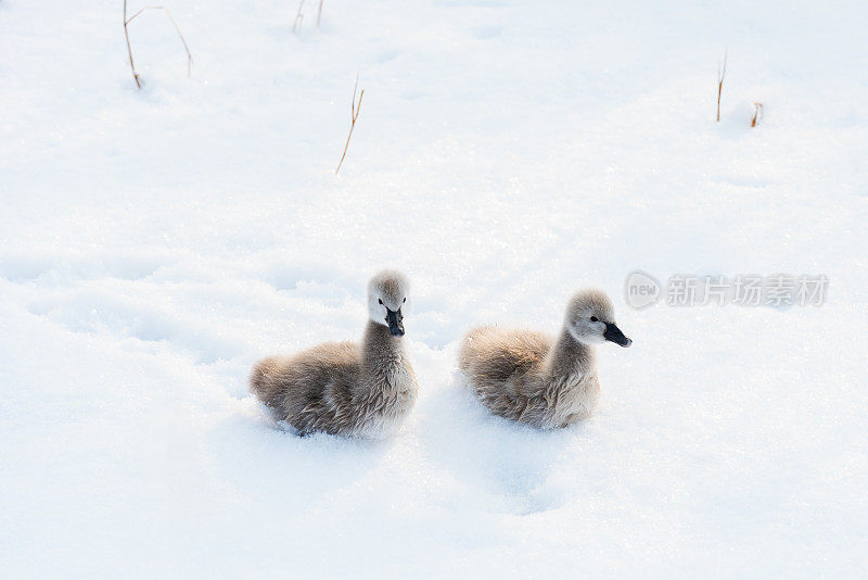 雪中可爱的黑天鹅小天鹅