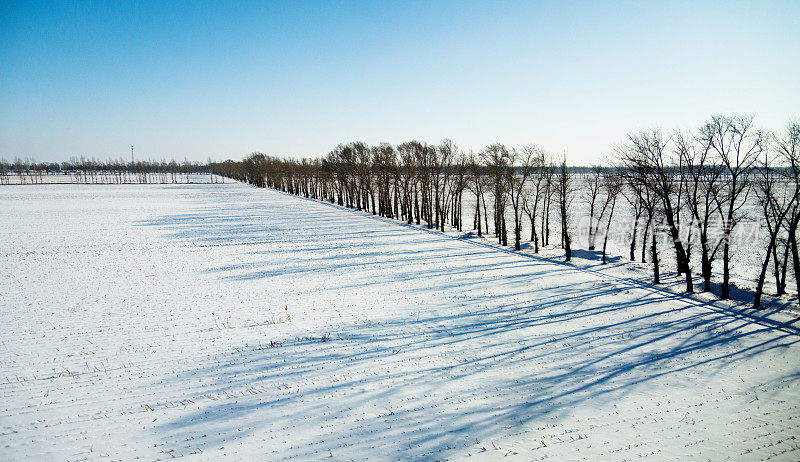 雪地里的树