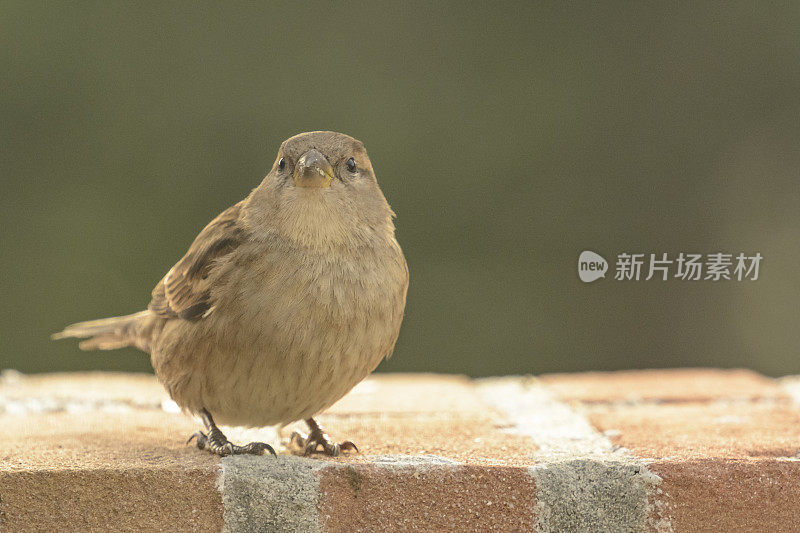 冬天坐在冰冻树枝上的雌性家麻雀鸟(家麻雀)。