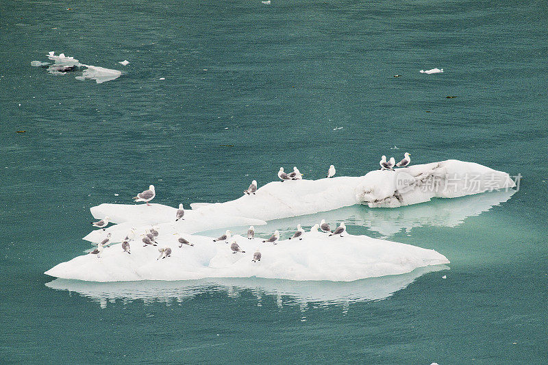 一群三趾鸥在北极浮冰上休息