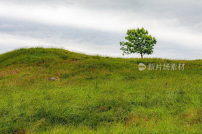 小山上的树