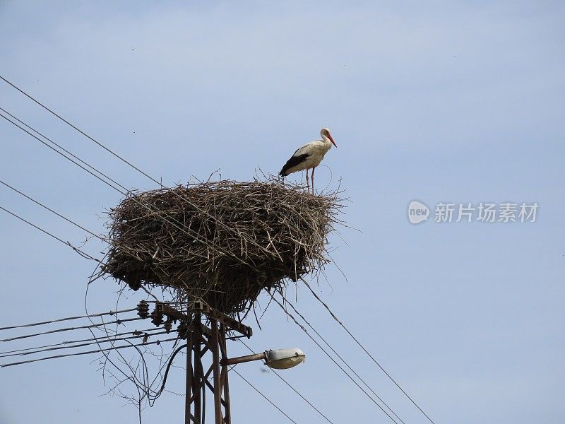 巢上的白鹳