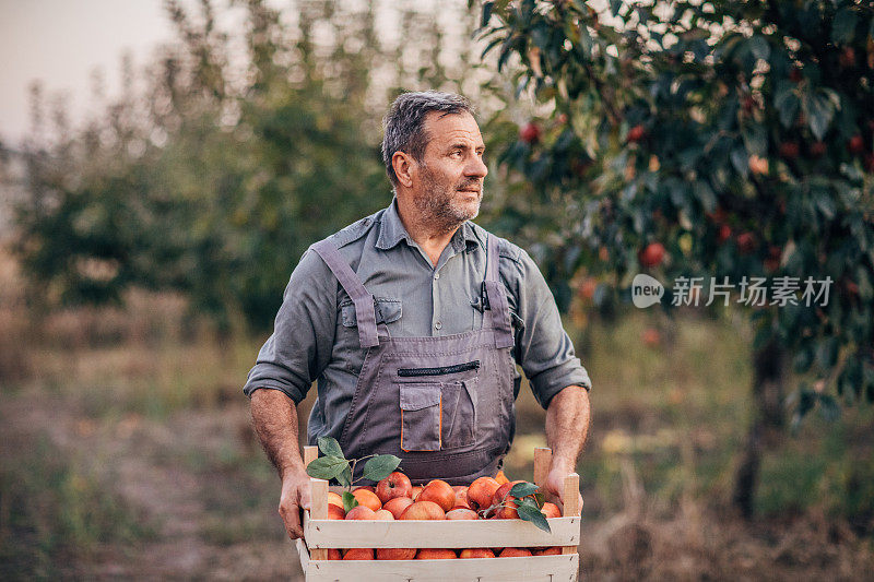 老农抱着一箱苹果