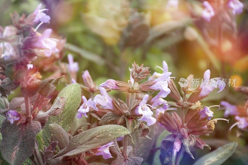 美丽的鼠尾草植物背景