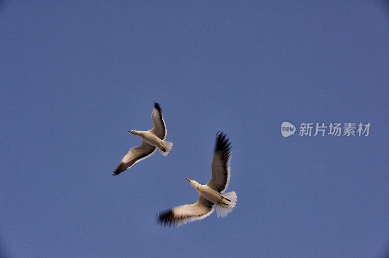 海鸥在飞行