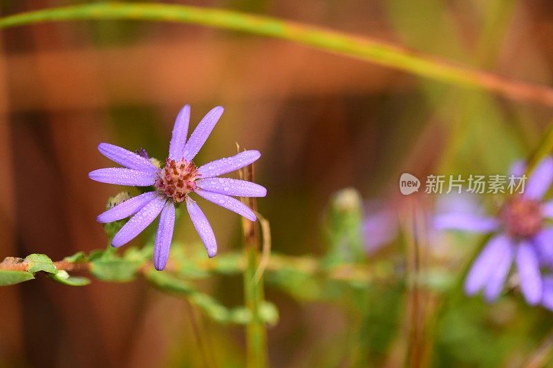 特写单晚紫紫苑开花与露珠