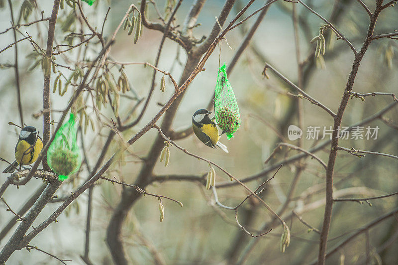 可爱饥饿的蓝山雀在冬天吃种子从肥球挂在榛树上