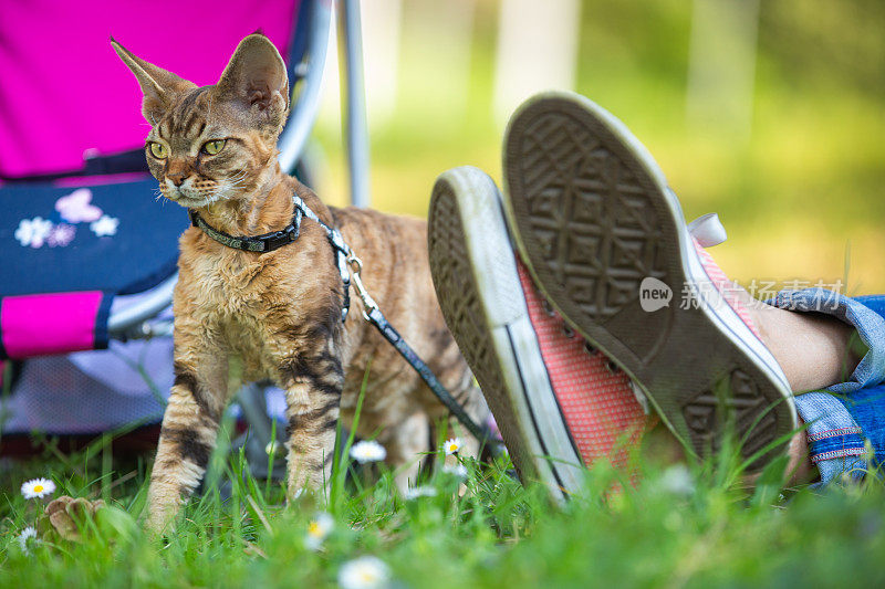 成年女子与她的德文郡雷克斯小猫在公园里放松的特写