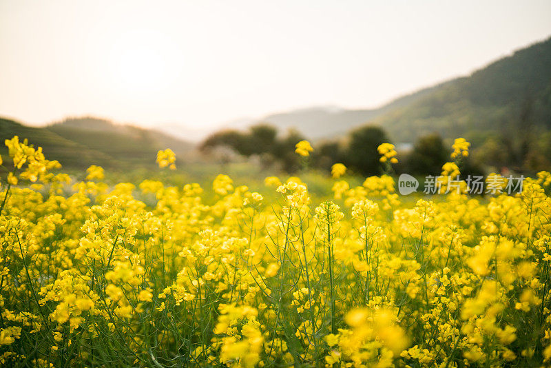 油菜花