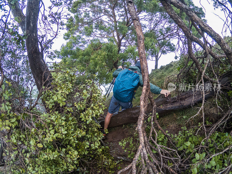 一名男子在夏威夷潮湿的雨林中徒步旅行，越过挡住道路的树干