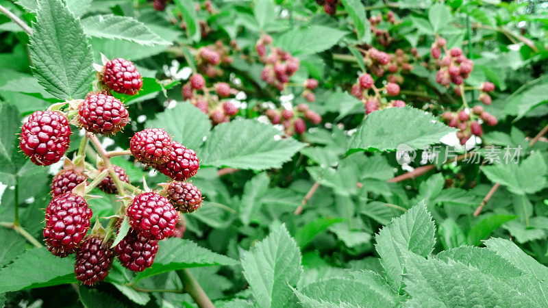 贝瑞背景。接近成熟的黑莓。成熟和未成熟的黑莓在灌木丛中。有选择性的重点。