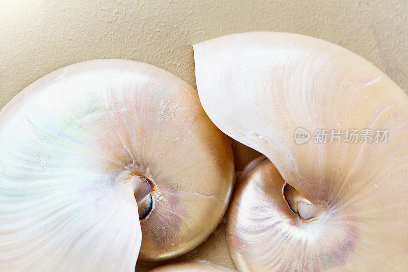 两颗美丽的鹦鹉螺珍珠母贝壳