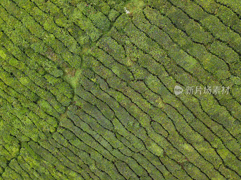 马来西亚卡梅隆高地的茶园