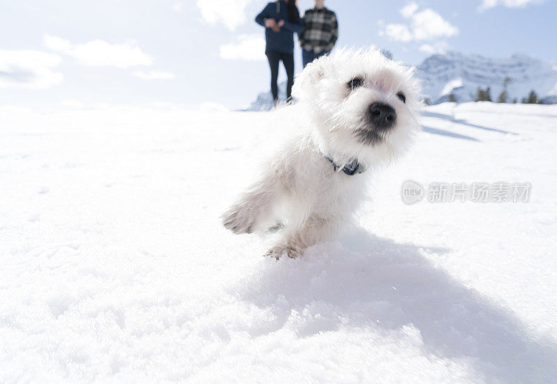 年轻的夫妇和狗在下雪的环境中玩耍