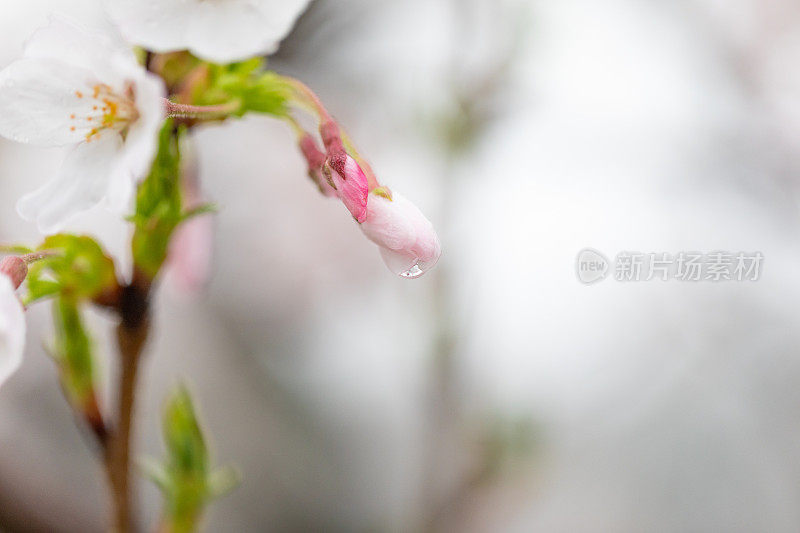 桃花盛开了