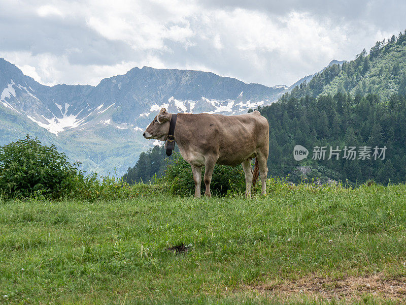 在瑞士山脉景观的草地上，奶牛