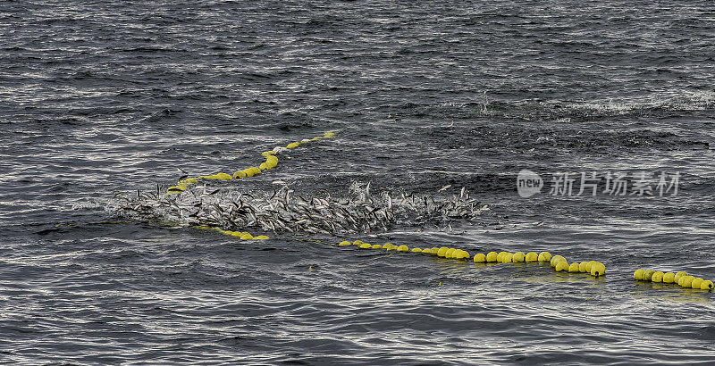 阿拉斯加锡特卡湾，用围网捕捞太平洋鲱鱼。在水中围网捕获许多鲱鱼。