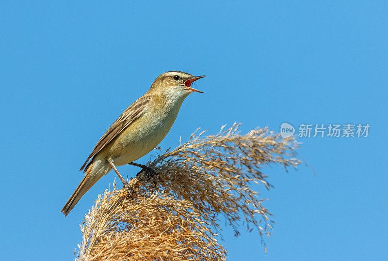 唱歌莎草莺