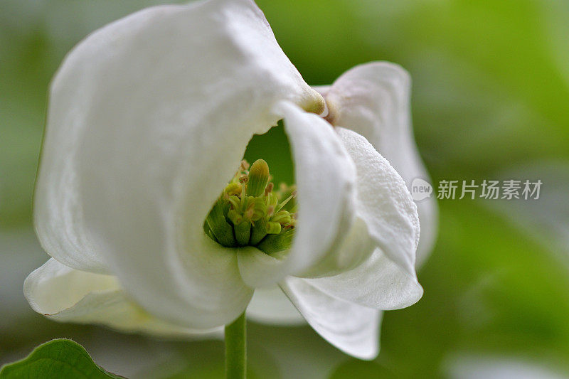 山茱萸花的极端特写照片，被花瓣状苞片包围