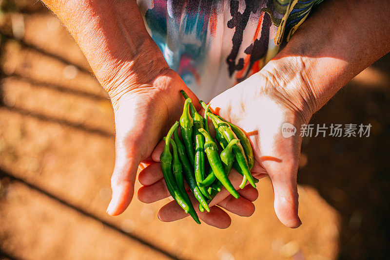 一个女人在她的菜园里收获辣椒