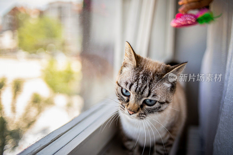 一只美丽的泰国家猫坐在窗边看外面