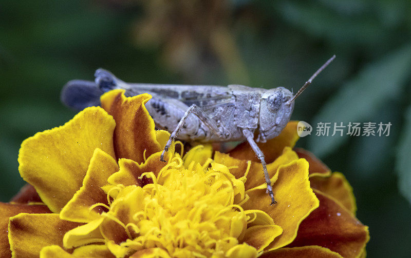 把蚱蜢藏在花上