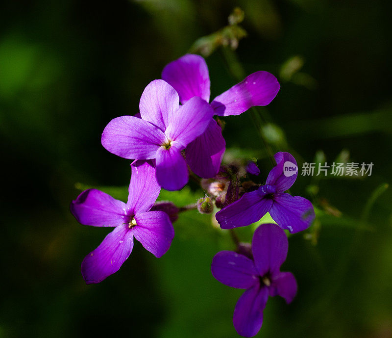 紫罗兰花。