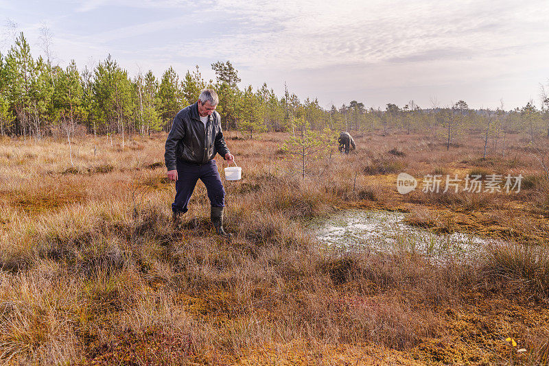 在阳光明媚的秋日，两个老人在沼泽地上采摘野生蔓越莓。空中无人机视图。