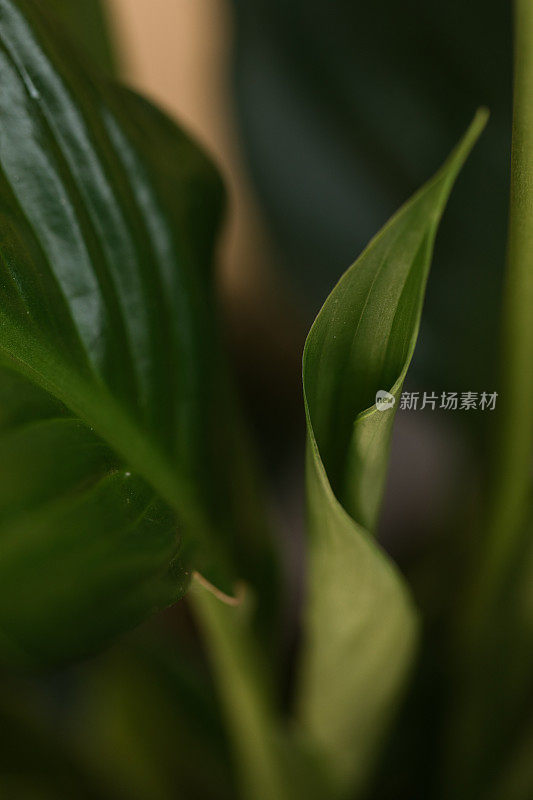在明亮的自然光下，一株和平百合(Spathiphyllum)植物的绿叶茂盛，白色的Spadix被罕见的双Spathe包围