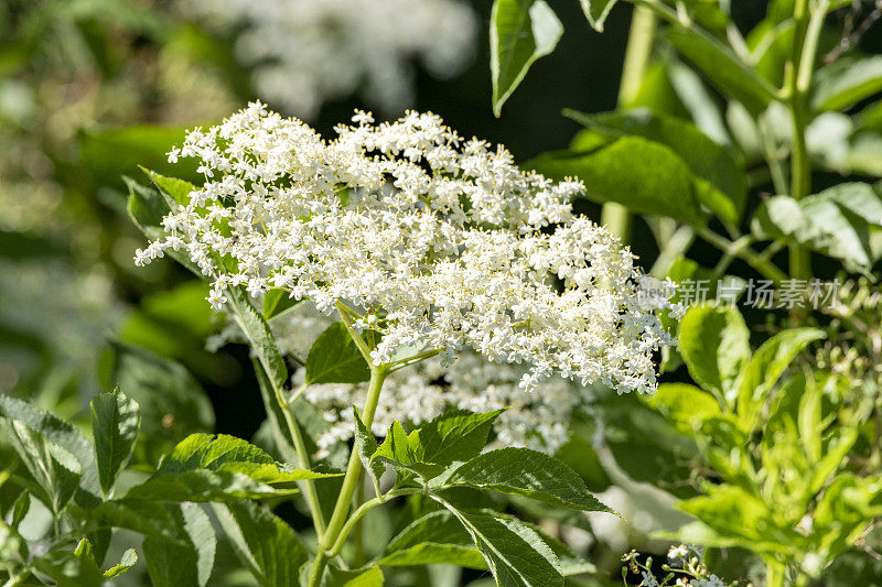 接骨木(Sambucus)是麝香科(Adoxaceae)植物的一个属。