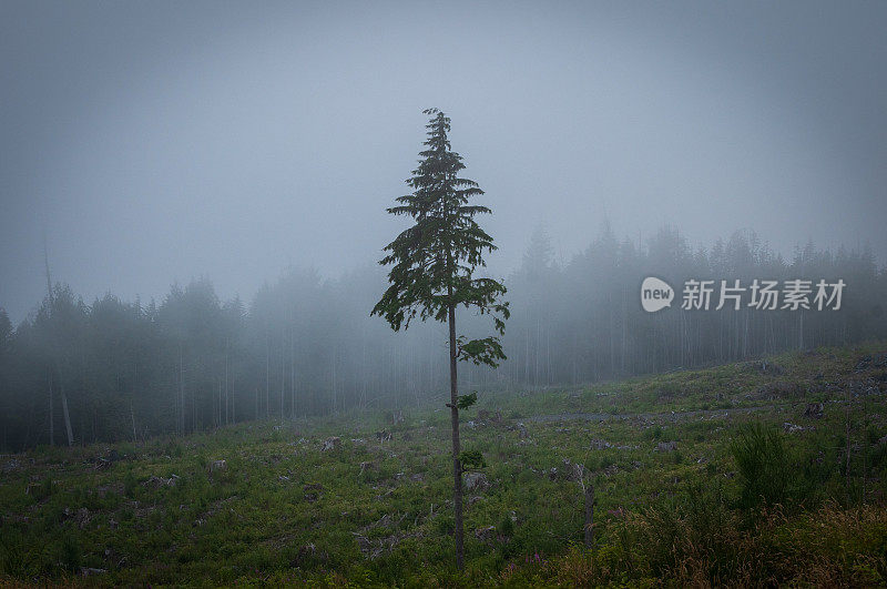 迷雾中的砍伐森林