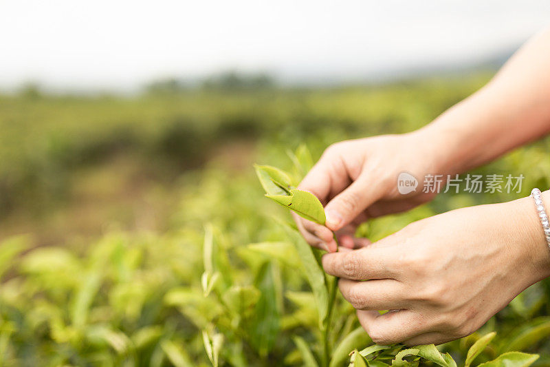 一个亚洲女人的手拿着她在种植园摘的茶叶。