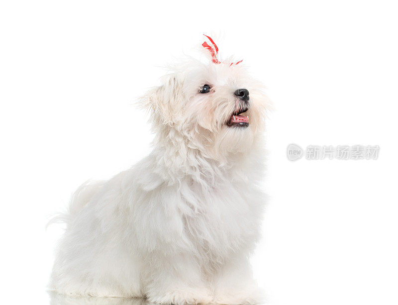 白色马耳他品种狗工作室肖像在白色的背景