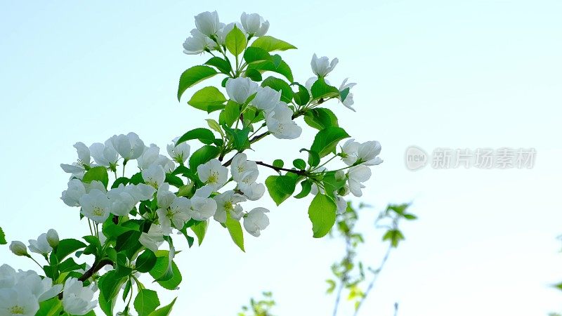 在春天的夕阳下，一棵开着白花的苹果树的树枝在风中摇摆。